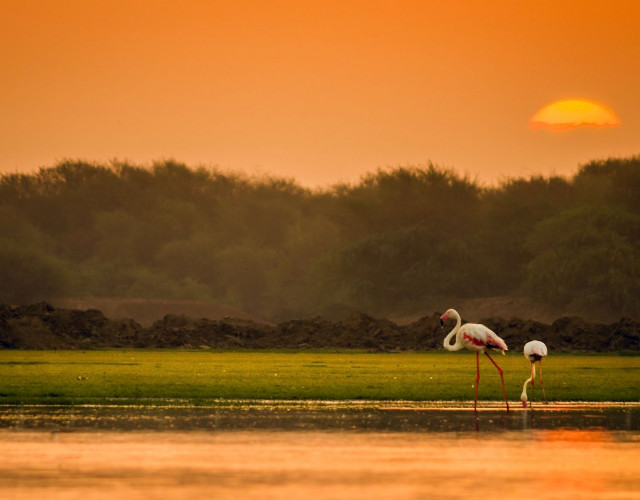IMG_3334_Flamingos,-Gujarat.jpg