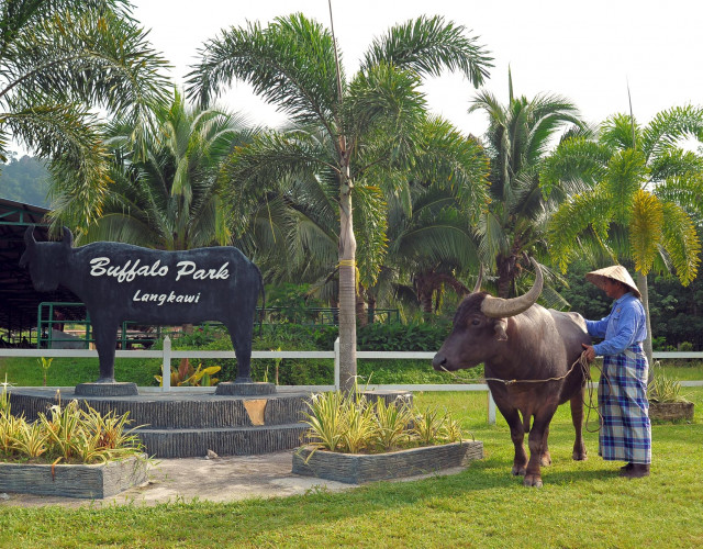 BUFFALO-PARK-1-web.jpg